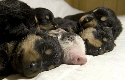 Find your nearest UK Veterinary Surgery