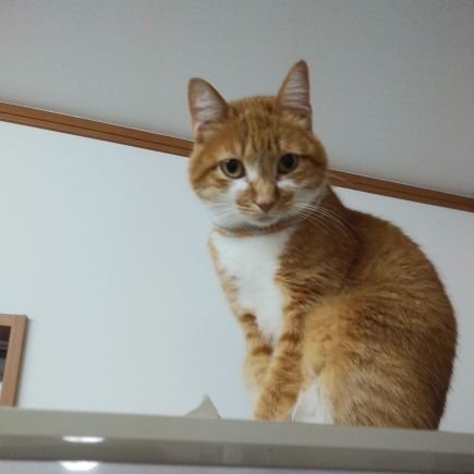 mmick3b1's profile picture. ポケモンGOメインのアカウントです❗
😊絶賛低個体値祭り開催中😁