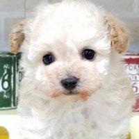 おとちゅん🐹🐾 (@wbx9mz1kfa1uq3i) Twitter profile photo