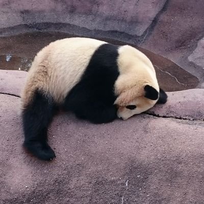 懸賞などゆるゆる
やっております🌟🐼
  食べること大好き🍞かまいたち🤣
見取り図🥰男性ブランコ😆神社仏閣参拝⛩️フォロー見逃しあればリプ下さい🐷 (やらかしごめんなさい😖)
当選すればここに→ #チョコの当選報告
無言OK⭕  どうぞお気楽に🥰 🌕防止の為たまにつぶやきます😙