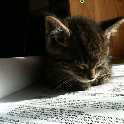 studyjams__'s profile picture. Hello! I do homeworks, papers, exams, and maths for the low. If you need my service, just hit me up!

contact me here
https://t.co/eanXVnstV1
