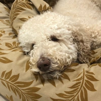 BkMisty's profile picture. Every Day Citizen with interests in STEM and disrupters 🇺🇸