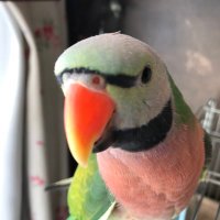 ちゃ (@chachacha45) 's Twitter Profile