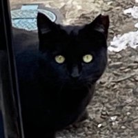 チェック (@kuromeganepc) Twitter profile photo