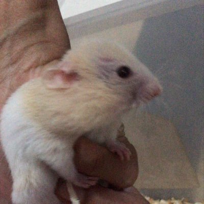 hammys_1's profile picture. 