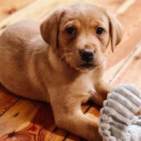 Labs and Dads (@labsdads) 's Twitter Profile