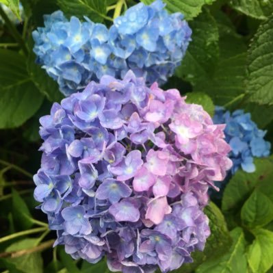 2020.1.30 手帳&文具垢。赤と桃と青緑、ときどき紫橙。初期は茶色寄りだった。K-POP/旅行/スポーツ(見る方)好き。朝活書写466(20210119)〜山頭火2021七夕、37〜/ 無言フォロー失礼致しますm(__)m