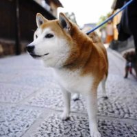 kou (@v3pyc) 's Twitter Profile
