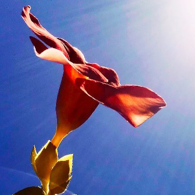 xiaokaiso21's profile picture. Don't tell about yourself to other people. Because someone who hates you will never believe it. And someone who loves you will never need it. Ali bin Abi Thalib