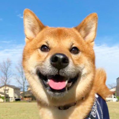 先代犬の看板犬元太と共に始めたtwitter、今は2代目看板犬伍助と共に呟いてます。石川県で心書アート作家として日々創作活動しています。アニマル・ペットロス療法士の資格取得。