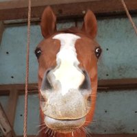 オッポレ (@coccole) Twitter profile photo
