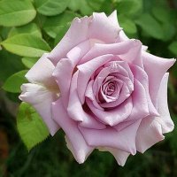 صنعااااانية♡♥♡حررررة (@sss606xxx) 's Twitter Profile