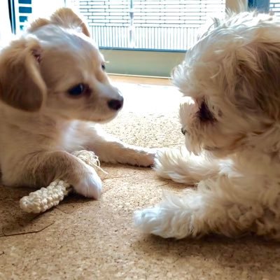 ルナ ユズ على تويتر なでなで チワックス 犬と暮らす幸せな時間 犬好きさんと繋がりたい