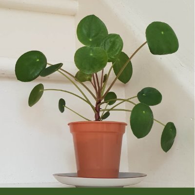 Pilea addict and author of 'The Pilea Peperomioides Handbook: An Illustrated Guide to Caring for Your Chinese Money Plant'.