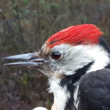 Vogelringer (oa Vlieland, Schier & Twente), natuurbewonderaar, veldassistent ecologisch onderzoek @NIOO-KNAW, muziekfreak, voorzitter vogelwerkgroep NIVON goor.