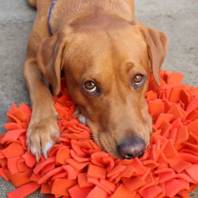 The adventures of Rusty the Fox Red Labrador ⁣ 🎂 Born: 19th May 2018 🇬🇧 UK⁣ 🐾 Fuelled by @forthglade