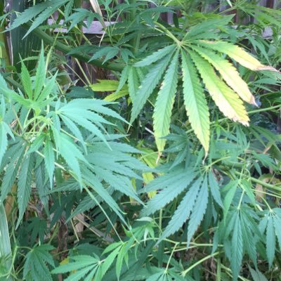 daddycoo3's profile picture. 