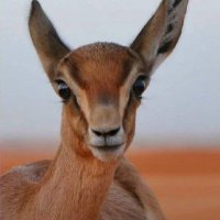 عنيده (@lmzu75) 's Twitter Profile