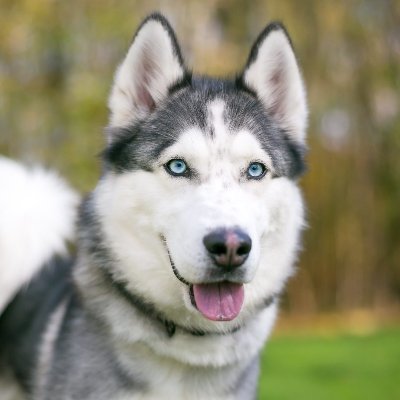 WolfTheHusky4 Profile Picture
