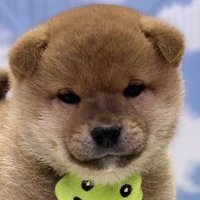 柴犬ぎんなん (@gin_1127_) Twitter profile photo