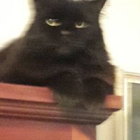 Smokie The Cutest Cat Ever No1 In Mummies Eyes (@smokiein) 's Twitter Profile