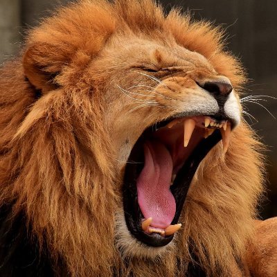 full time trader 🦁🦁🦁
Do your OWN DD.
This is my personal opinion only and not an advise.