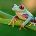 Mr Frog (@mrfrogrs) Twitter profile photo Mr Frog (@mrfrogrs) Twitter profile photo