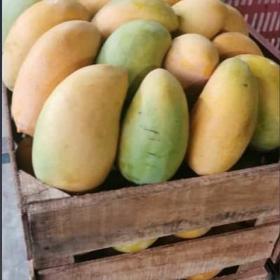 netodelossanto1's profile picture. 