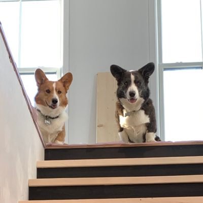 Cardigan Corgis, Cliff and Norm.  lovers of all treats, balls, and our humans