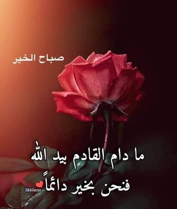 لله الامر من قبل ومن بعد ( ما اغرد به فى الغالب كلمات اعجبتنى أردت ان اشاركها معكم)