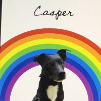 Life without Casper 🌈❤️ (@casperthejackr1) 's Twitter Profile