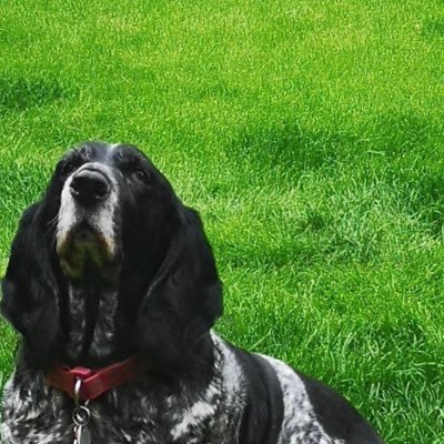 Receptionist at The Slaughters Country Inn. Wife to an Embrace Superfan. Nanna to my gorgeous Leo & Walter & owned by my Basset hound Lulu 💙💙💙