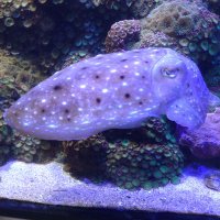 出雲(サクラと幸推し) (@izumo_novels) Twitter profile photo