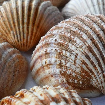 Theres nothing better than strolling a beach with my kids and my dog with nothing more pressing to do than finding the best shells!