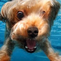 Linda Walt (@lswtn) 's Twitter Profile