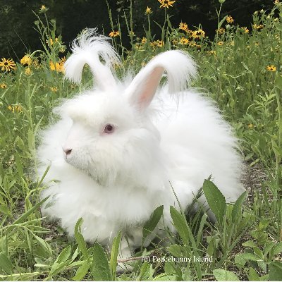 Sharing Hugs, Hope & Hoppiness with comfort rabbits from our Mississippi River islands and Peacebunny Cottage, Minnesota USA.