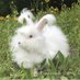 Peacebunny Island (@peacebunnyi) Twitter profile photo Peacebunny Island (@peacebunnyi) Twitter profile photo