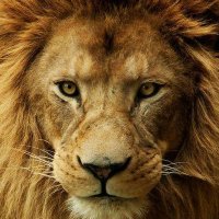 Jesus,meu amigo fiél🕊👩🏾 (@poderosodeus42) 's Twitter Profile