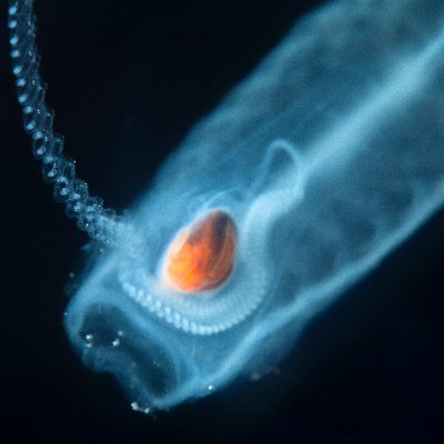 DecimaLab's profile picture. 