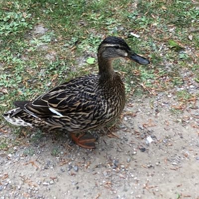 nyctalope75x's profile picture. Observateur