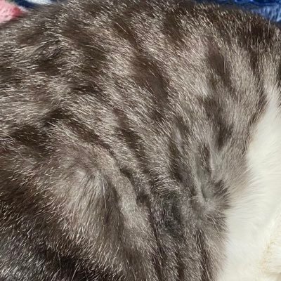 nyangoro_games's profile picture. ドット絵練習中