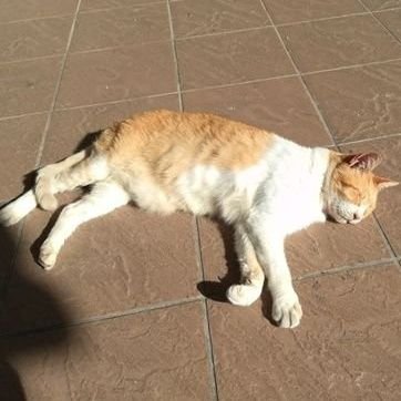 kameyaradio's profile picture. 音声配信彷徨猫
守備範囲拡大中
#中川家ラジオショー|#ハライチのターン|#モーモーラジオ|#annkw|#ババンバラジオ|#FlowerTOKYO|#日曜天国|#福金|#丸腹|#星野源ANN|#ねむいっす.com|#ジャマラジ897|#dawn813|読む|#わすよる|#Unicoキャス|andmore.