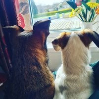 Louise O'Shea🐕 (@losh99) 's Twitter Profile Photo Louise O'Shea🐕 (@losh99) 's Twitter Profile Photo