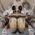 Arachnapocalypse 🕷 (@burnedoutdreams) Twitter profile photo Arachnapocalypse 🕷 (@burnedoutdreams) Twitter profile photo