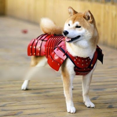 🌤️ beagle.bsky.social 🌱さんのプロフィール画像