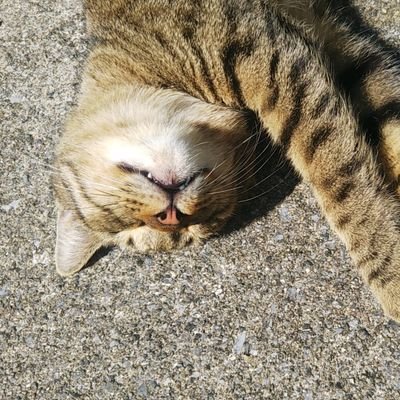玉城ねこ 婚活を成功させた男さんのプロフィール画像