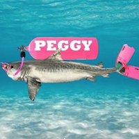 PeggytheShark(@PeggytheShark) 's Twitter Profile Photo