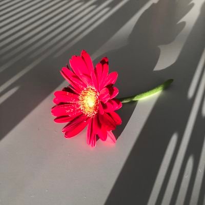 ayakobooklog's profile picture. 雑多に喋ります。本とか、音楽とか、映像の話をしたい（希望）感想というより備忘録。静岡県西部で、文章を書いたり、歌ったり、ピアノを弾いたり、子育てしたりしながら生きています。無言ＦＲＢご自由に。読書垢さん基本フォロバします。お気軽に話しかけてください。#読書好きな人と繋がりたい　20210206〜