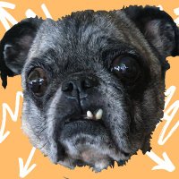 JustAPug(@JustAPug5) 's Twitter Profile Photo