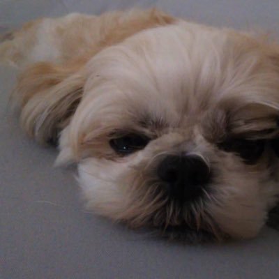 puchohenzer55's profile picture. さもありなんと申します。 前まではライブ行くのハマっててストレス解消してましたが、コロナで行けないので最近は、家のみと鬼滅の刃グッズ集めしてます。あと1番くじが好き♪よろしくです！